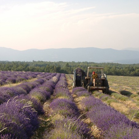 Blue lavender Day